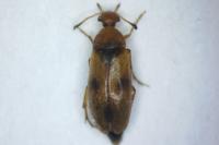 Anaspis flava
