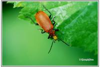 Pyrochroa serraticornis