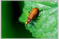 Pyrochroa serraticornis