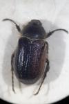 Amphimallon atrum