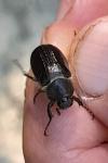 Amphimallon atrum