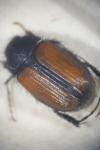 Omaloplia ruricola