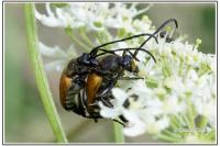 Pseudovadonia livida