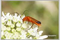 Rhagonycha fulva