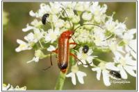 Rhagonycha fulva