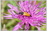 Oxythyrea funesta