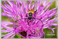 Oxythyrea funesta