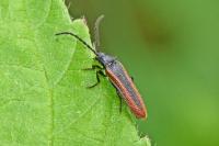 Omalisus fontisbellaquei