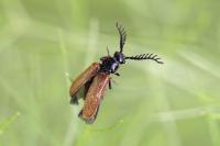 Drilus flavescens