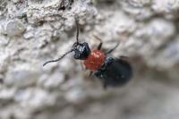 Ebaeus thoracicus