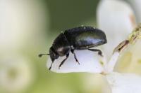 Brassicogethes