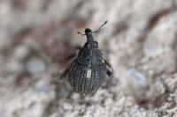 Rhinoncus pericarpius