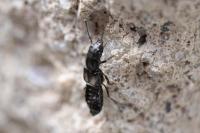 Anotylus rugosus