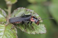 Cantharis fusca
