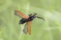Drilus flavescens