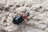 Ebaeus thoracicus