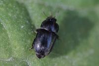 Brassicogethes
