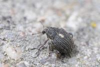 Rhinoncus pericarpius