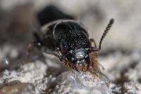 Anotylus rugosus