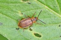 Galerucella lineola