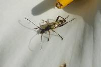 Rutpela maculata