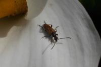 Pseudovadonia livida