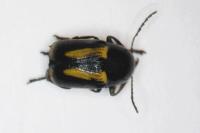 Cryptocephalus vittatus