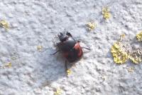 Hister quadrimaculatus
