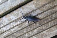 Cerambyx cerdo