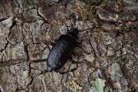 Prionus coriarius