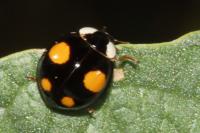 Harmonia axyridis