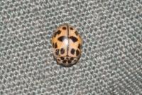 Oenopia conglobata