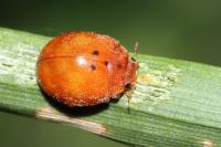 Subcoccinella vigintiquatuorpunctata