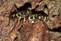 Xylotrechus arvicola