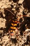 Leptura aurulenta