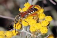 Stenopterus rufus