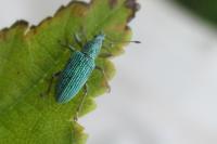 Polydrusus formosus
