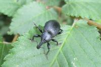 Liparus coronatus