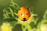 Coccinella septempunctata