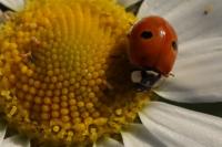 Adalia bipunctata