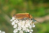 Oedemera podagrariae