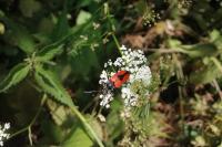 Stictoleptura cordigera
