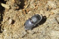 Dorcus parallelipipedus