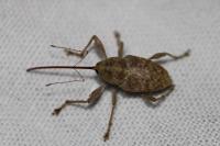 Curculio elephas