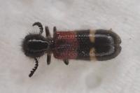 Tilloidea unifasciata