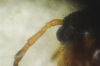 Conopalpus brevicollis