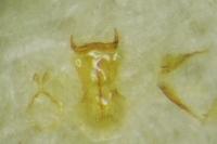 Contacyphon laevipennis