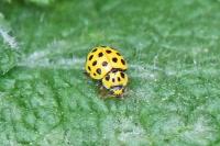 Psyllobora vigintiduopunctata