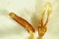 Spermophagus calystegiae