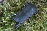 Dorcus parallelipipedus